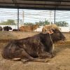 cow welfare in Ludhiana