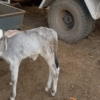 gau maata sanrakshan mein aapaka yogadaan