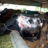 Gau Seva ke Fayde