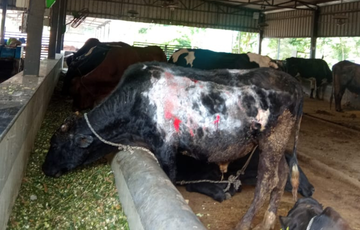Gau Seva ke Fayde
