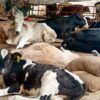 Cow Service in the Modern Era
