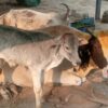 Cow Welfare Awareness in India