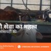 Winter Cow Care