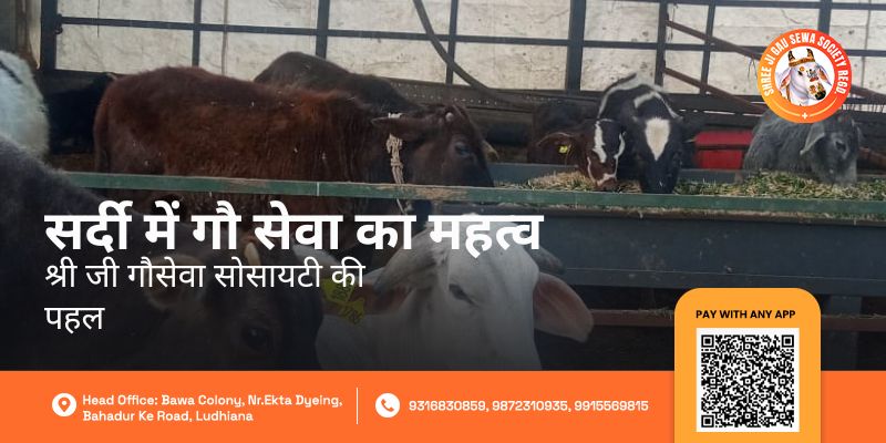 Winter Cow Care