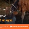 Gau Mata Pani Seva