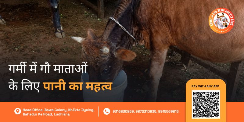 Gau Mata Pani Seva