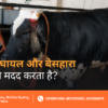 Injured Cows Donation