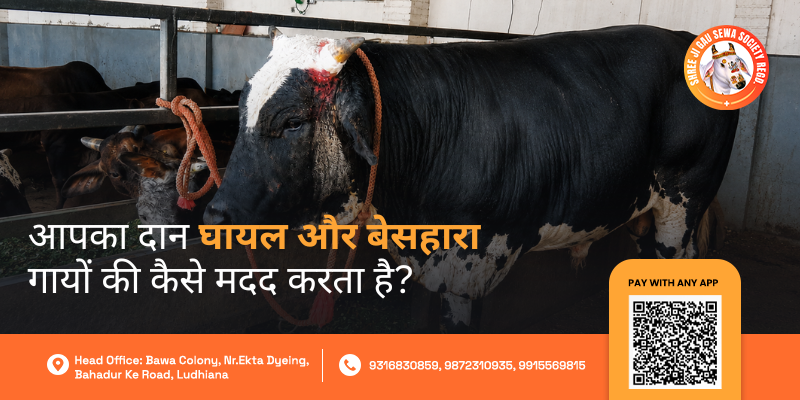 Injured Cows Donation