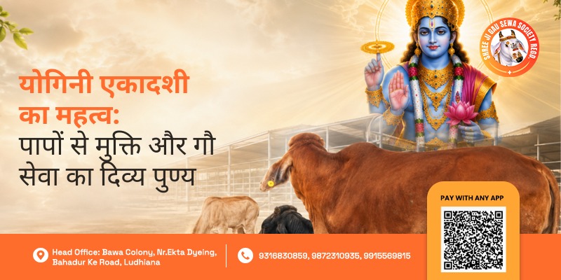 Yogini Ekadashi Gau Seva