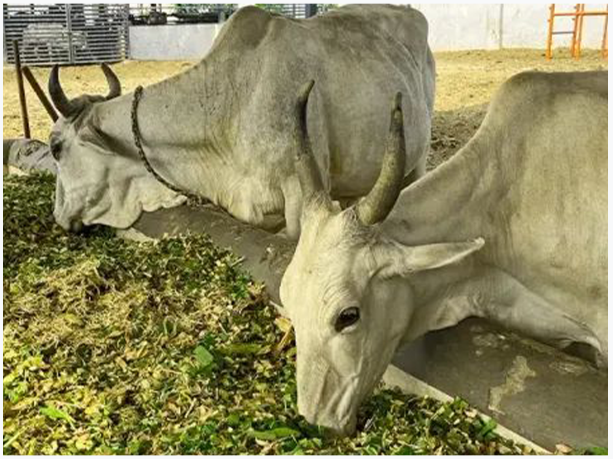 Gau Seva