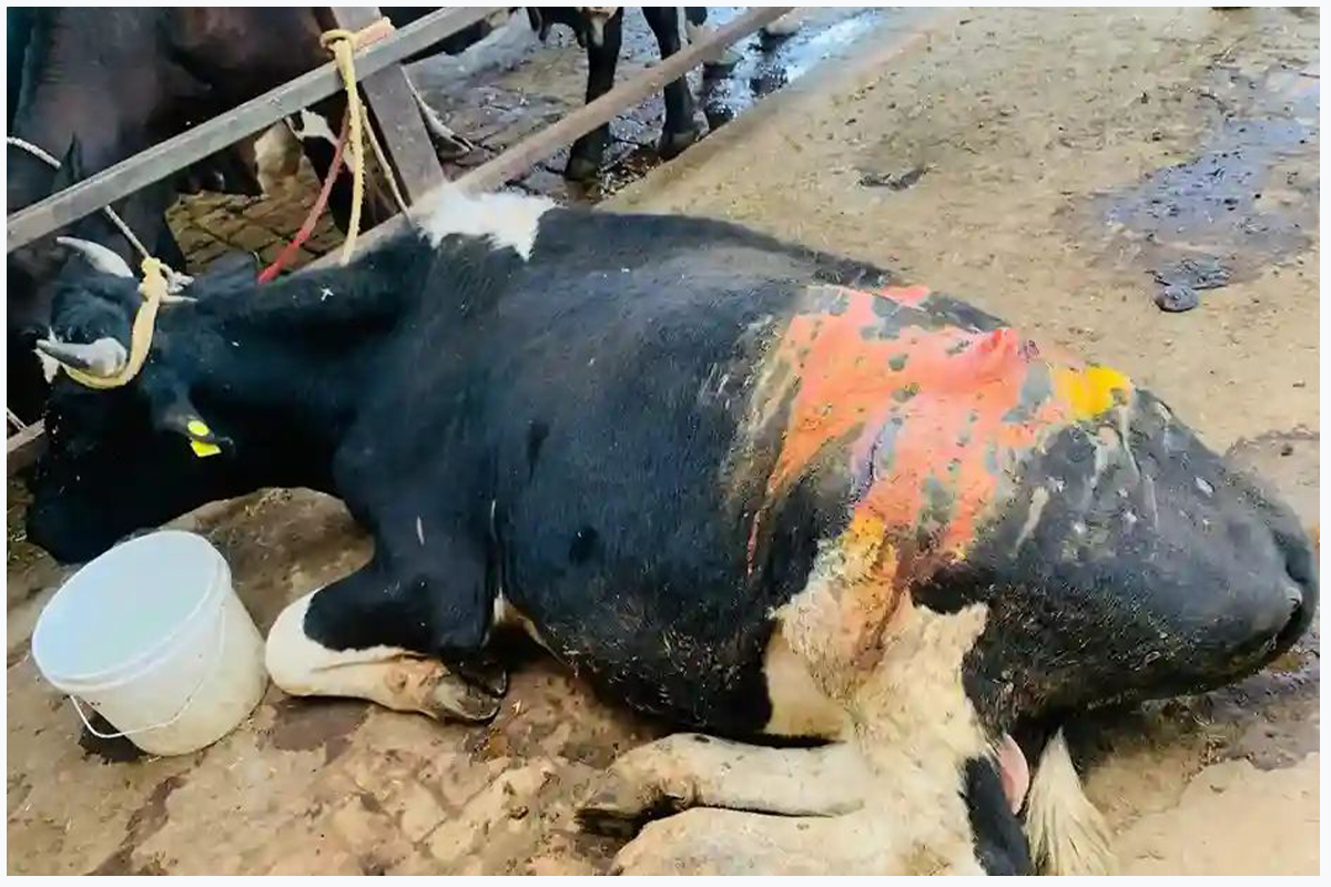 Cow Care