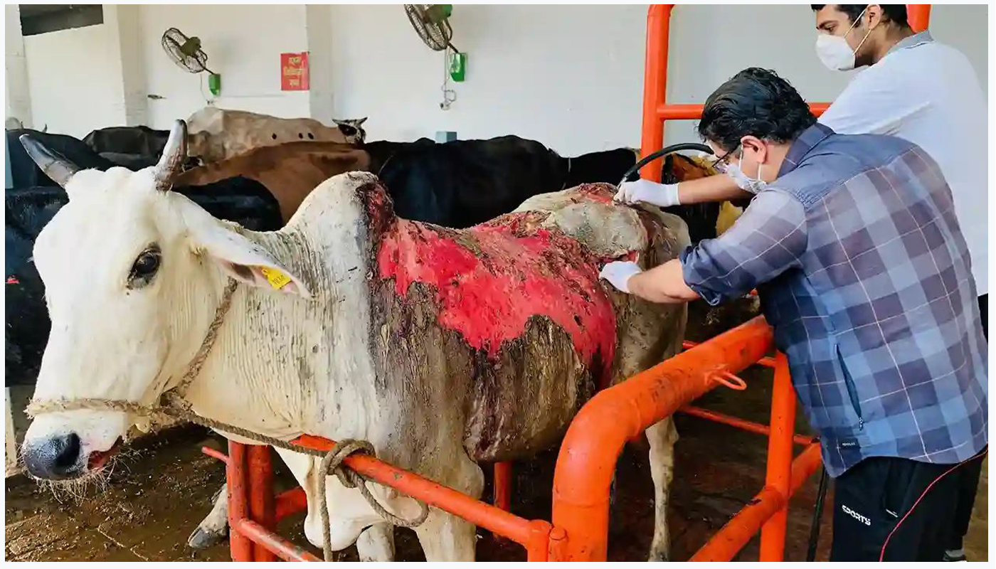 Gau Mata Seva