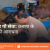 Navratri Mein Gau Seva